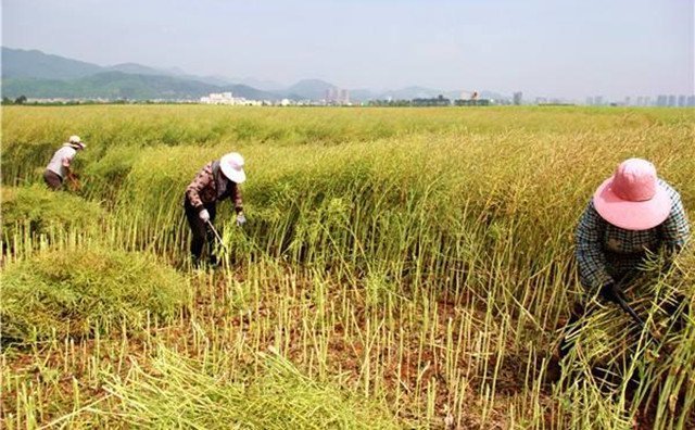 農(nóng)村的秸稈稻草，棉花桿，廢舊木材花生殼，都是農(nóng)業(yè)垃圾，在過(guò)去這些東西沒(méi)有人稀罕，到處亂扔，影響了農(nóng)村的面貌