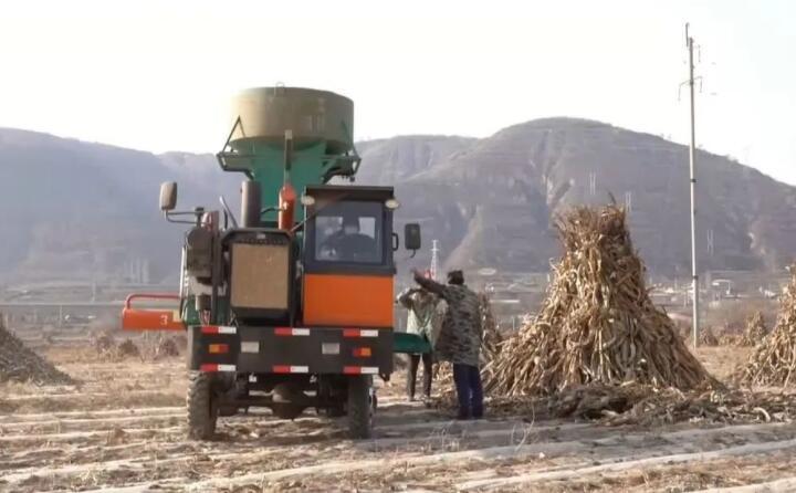 近日，走進曲子鎮(zhèn)孟家寨村，工人們正駕駛農(nóng)機將秸稈打包回收，袁歲寶跟在機器后面細細數(shù)著自家玉米地剛剛打包完成的草包。